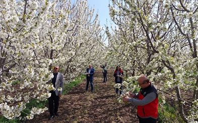 AKŞEHİR KİRAZ BAHÇELERİ BEYAZ GELİNLİĞİNİ GİYDİ: ÜRETİCİLER BU YILDAN UMUTLU